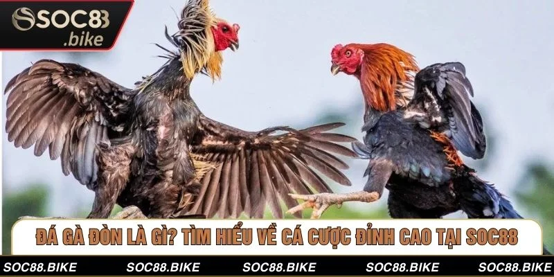 Đá Gà Đòn Là Gì? Tìm Hiểu Về Cá Cược Đỉnh Cao Tại SOC88