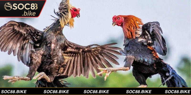 Đá gà Mỹ là loại hình trò chơi truyền thống với lượng người hâm mộ đông đảo