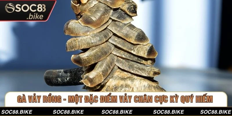 Gà Vảy Rồng -  Một Đặc Điểm Vảy Chân Cực Kỳ Quý Hiếm 