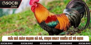 Giải Mã Màu Mạng Gà Đá, Chọn Ngay Chiến Kê Vô Địch