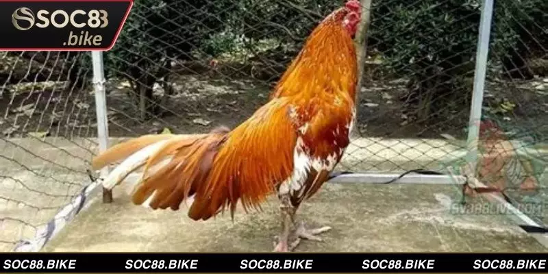 Màu mạng gà đá mang ý nghĩa trong chọn chiến kê